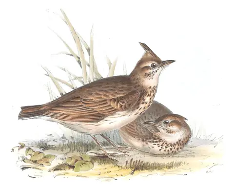 Plate 165 of Gould's The Birds of Europe: Crested Lark (Galerida cristata)