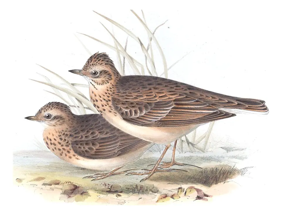 Plate 166 of Gould's The Birds of Europe: Eurasian Skylark (Alauda arvensis)
