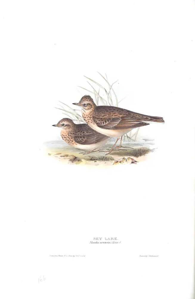 The whole sheet of plate 166, with its engraved caption