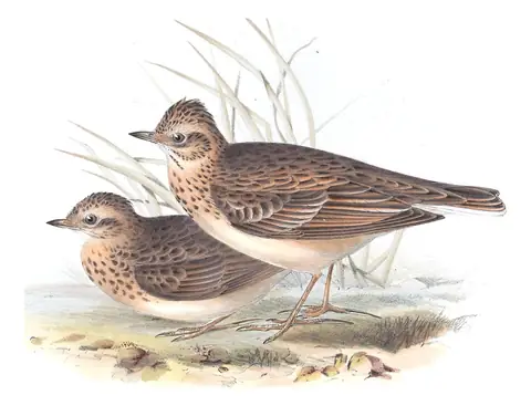 Plate 166 of Gould's The Birds of Europe: Eurasian Skylark (Alauda arvensis)