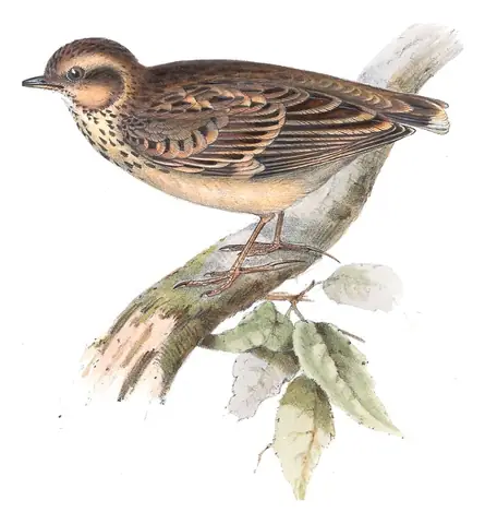 Plate 167 of Gould's The Birds of Europe: Wood Lark (Lullula arborea)