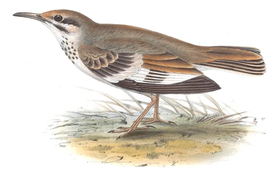 Plate 168 of Gould's The Birds of Europe: Greater Hoopoe-Lark (Alaemon alaudipes)