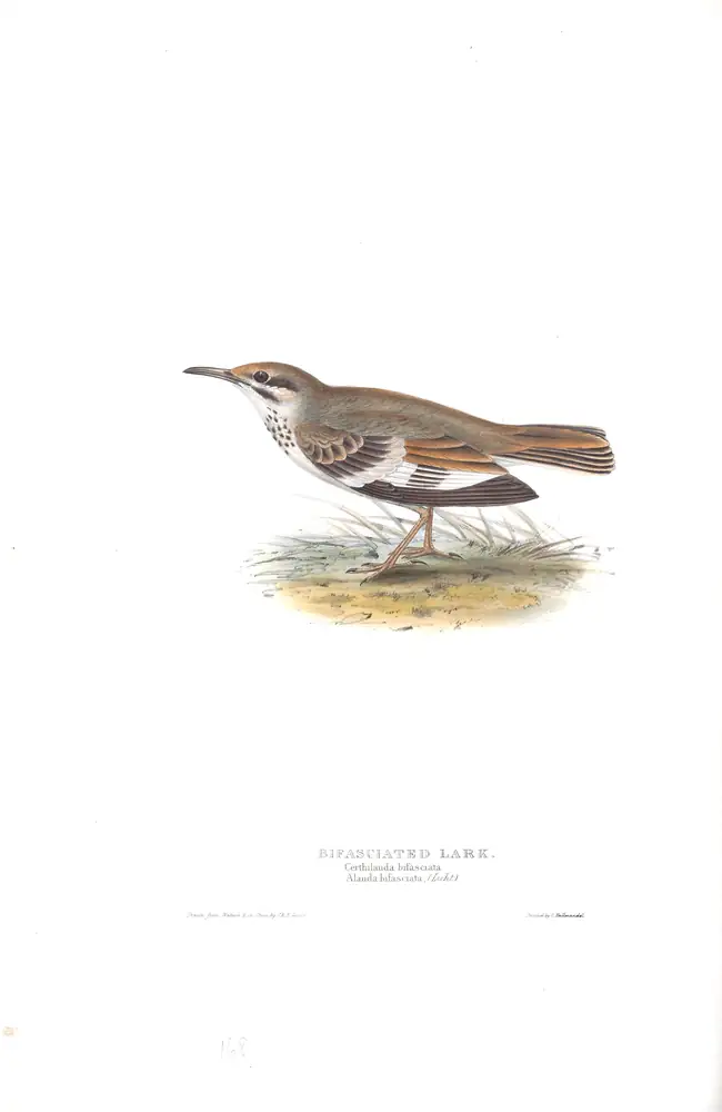 The whole sheet of plate 168, with its engraved caption
