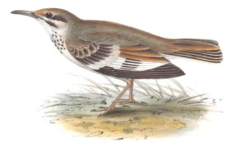 Plate 168 of Gould's The Birds of Europe: Greater Hoopoe-Lark (Alaemon alaudipes)