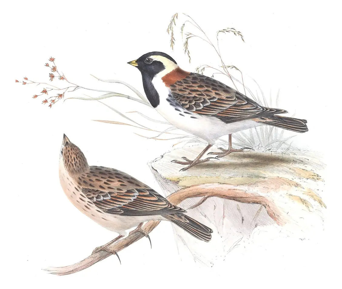 Plate 169 of Gould's The Birds of Europe: Lapland Longspur (Calcarius lapponicus)