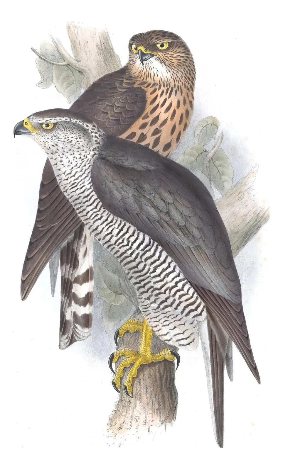 Plate 17 of Gould's The Birds of Europe: Eurasian Goshawk (Astur gentilis)