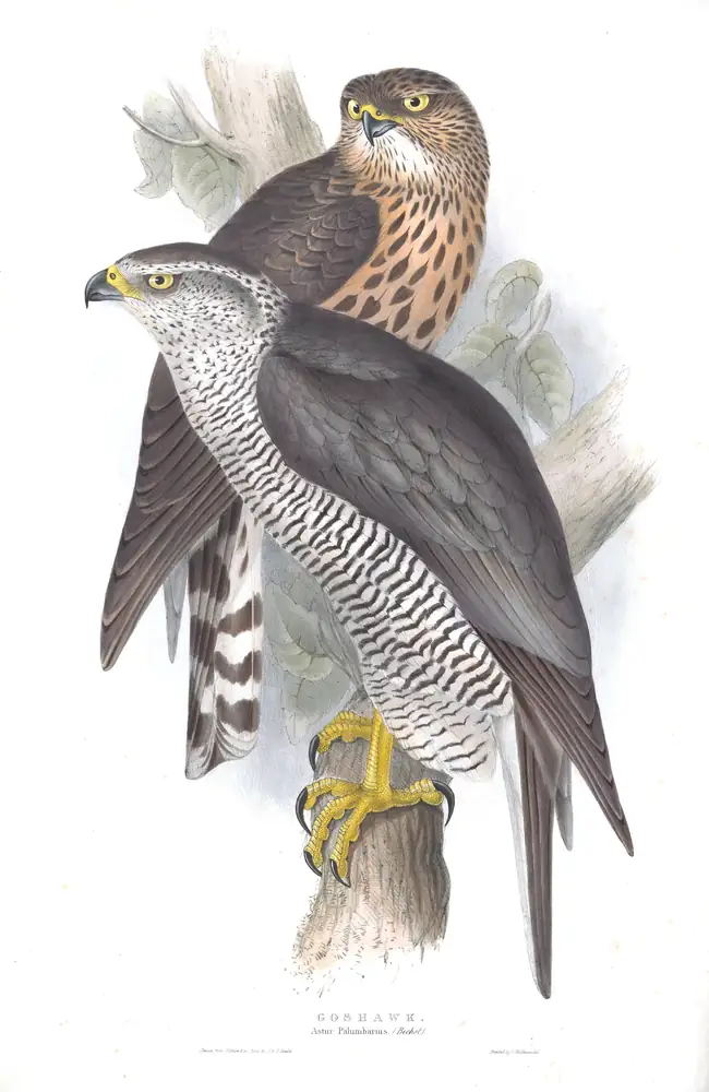 The whole sheet of plate 17, with its engraved caption