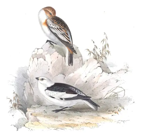 Plate 170 of Gould's The Birds of Europe: Snow Bunting (Plectrophenax nivalis)