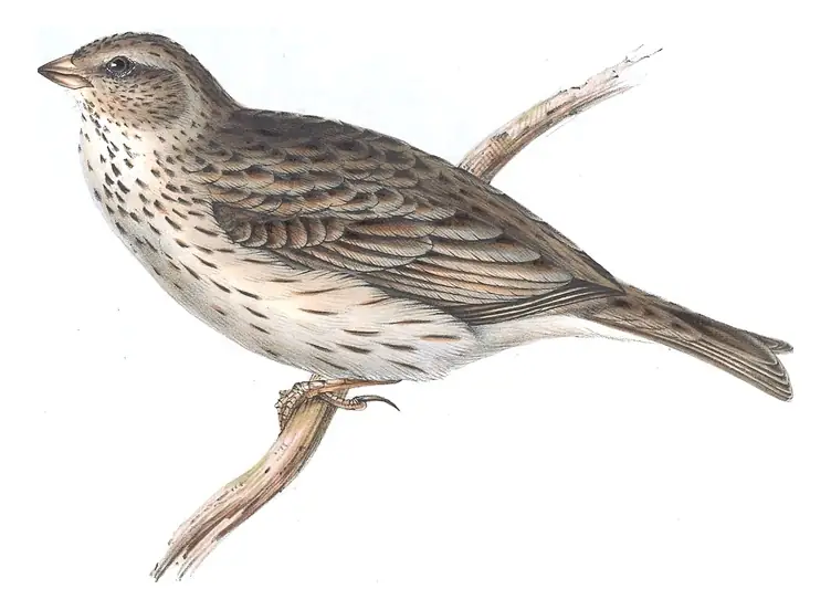 Plate 171 of Gould's The Birds of Europe: Corn Bunting (Emberiza calandra)