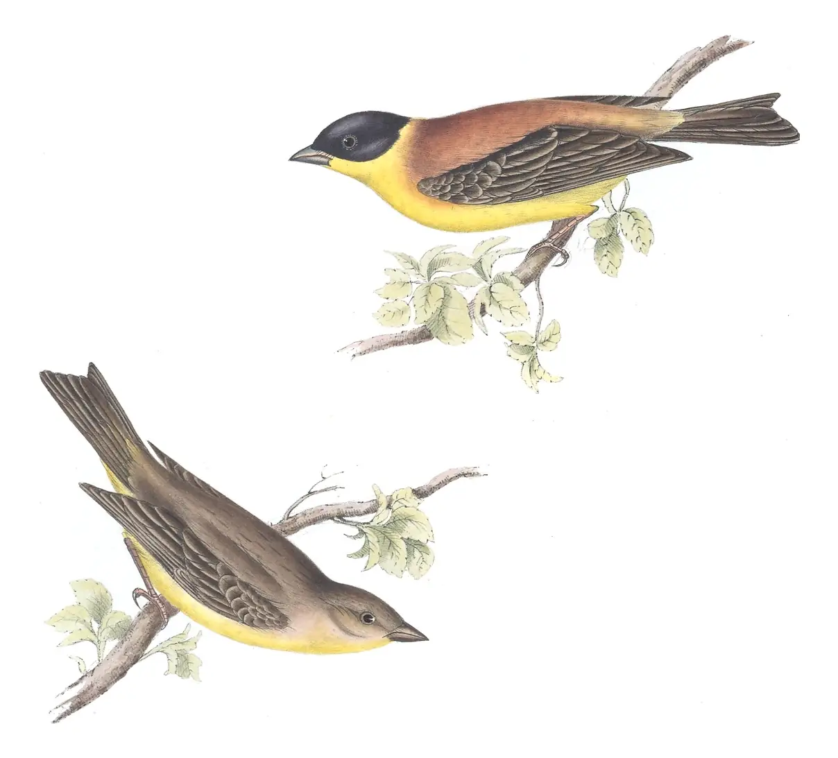 Plate 172 of Gould's The Birds of Europe: Black-headed Bunting (Emberiza melanocephala)