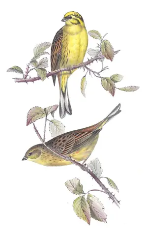 Plate 173 of Gould's The Birds of Europe: Yellowhammer (Emberiza citrinella)