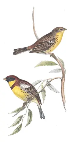 Plate 174 of Gould's The Birds of Europe: Yellow-breasted Bunting (Emberiza aureola)