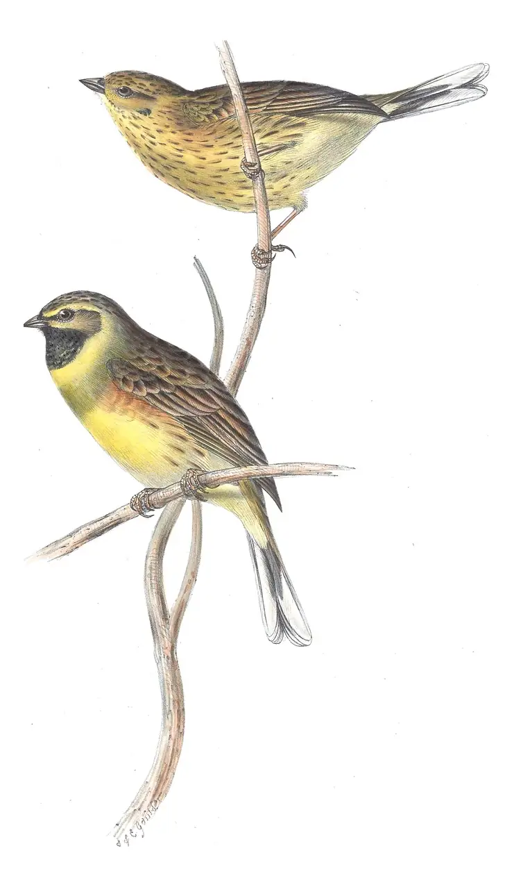 Plate 175 of Gould's The Birds of Europe: Cirl Bunting (Emberiza cirlus)