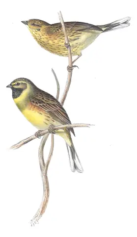 Plate 175 of Gould's The Birds of Europe: Cirl Bunting (Emberiza cirlus)