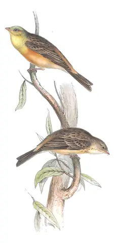 Plate 176 of Gould's The Birds of Europe: Ortolan Bunting (Emberiza hortulana)