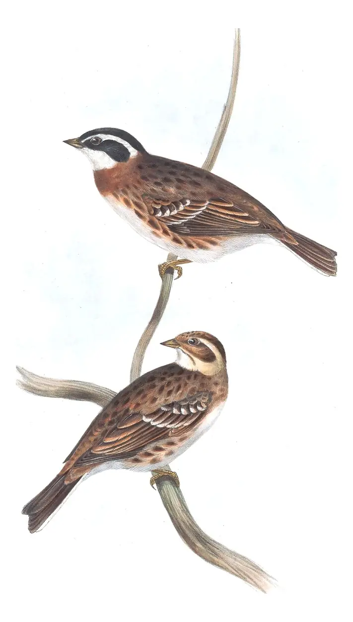 Plate 177 of Gould's The Birds of Europe: Rustic Bunting (Emberiza rustica)