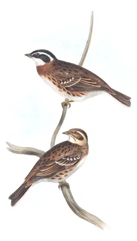 Plate 177 of Gould's The Birds of Europe: Rustic Bunting (Emberiza rustica)