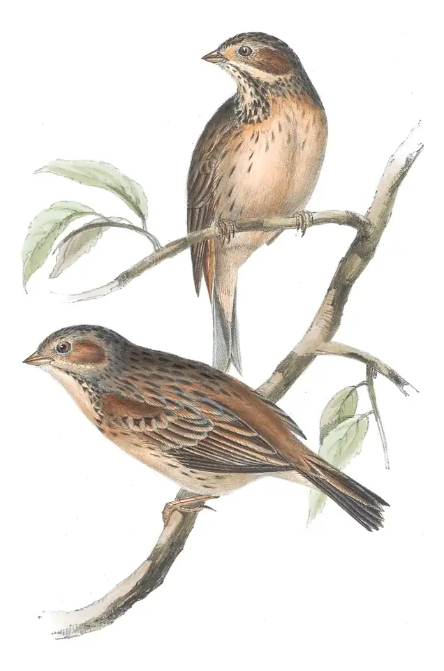 Plate 178 of Gould's The Birds of Europe: Chestnut-eared Bunting (Emberiza fucata)