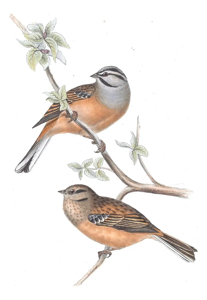 Plate 179 of Gould's The Birds of Europe: Rock Bunting (Emberiza cia)