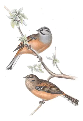 Plate 179 of Gould's The Birds of Europe: Rock Bunting (Emberiza cia)