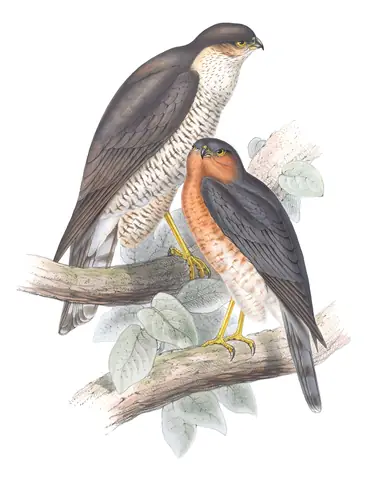 Plate 18 of Gould's The Birds of Europe: Eurasian Sparrowhawk (Accipiter nisus)