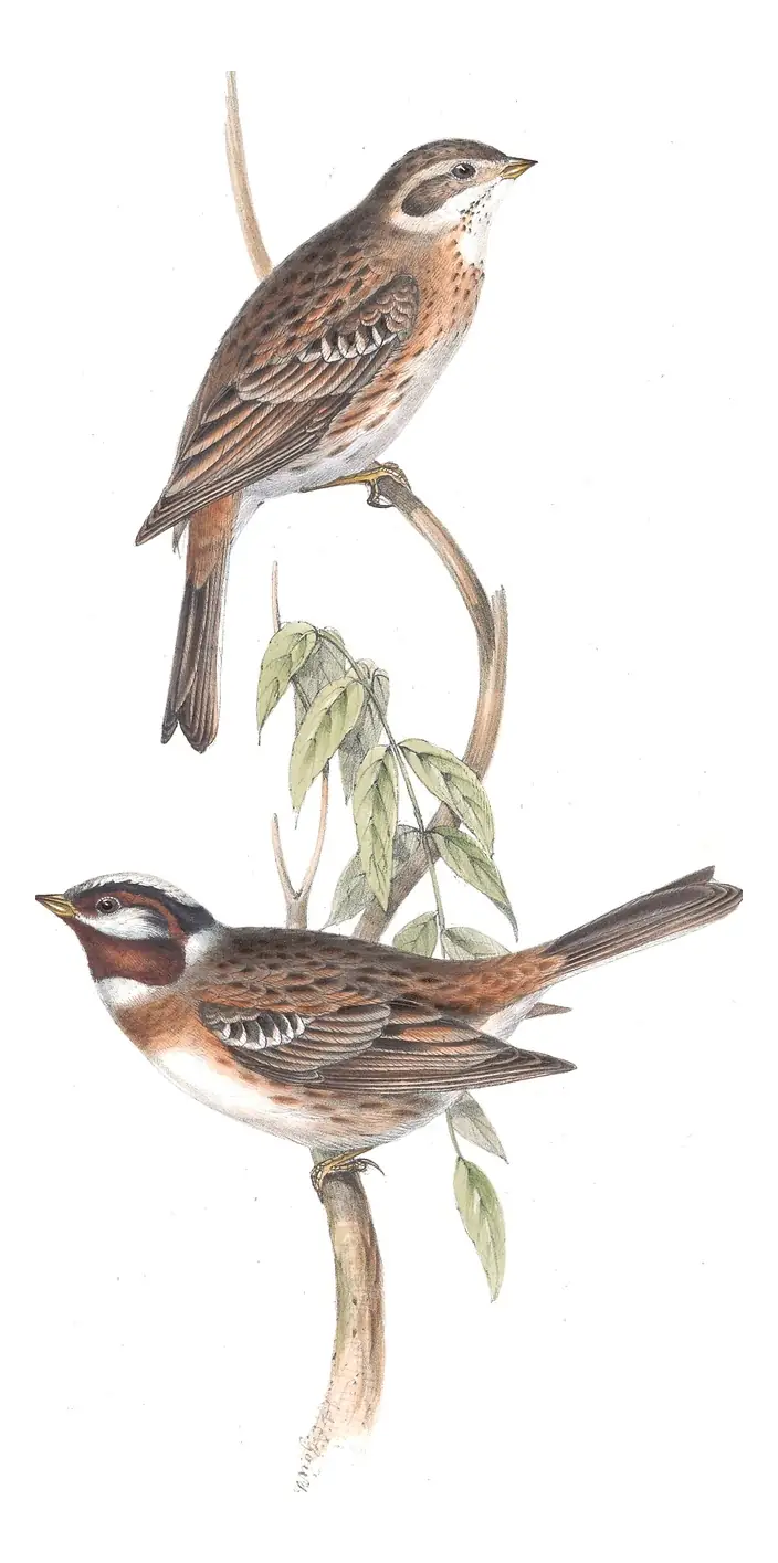 Plate 180 of Gould's The Birds of Europe: Pine Bunting (Emberiza leucocephalos)