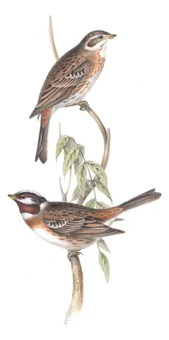 Plate 180 of Gould's The Birds of Europe: Pine Bunting (Emberiza leucocephalos)