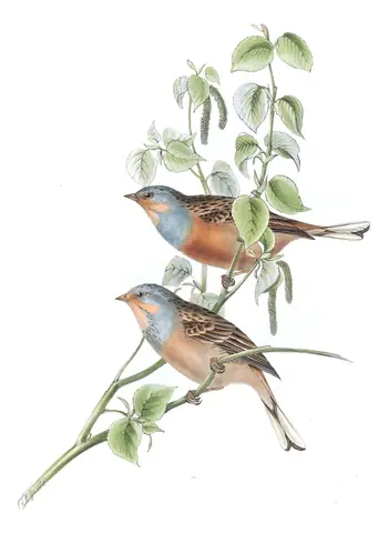 Plate 181 of Gould's The Birds of Europe: Cretzschmar's Bunting (Emberiza caesia)