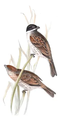 Plate 182 of Gould's The Birds of Europe: Reed Bunting (Emberiza schoeniclus)