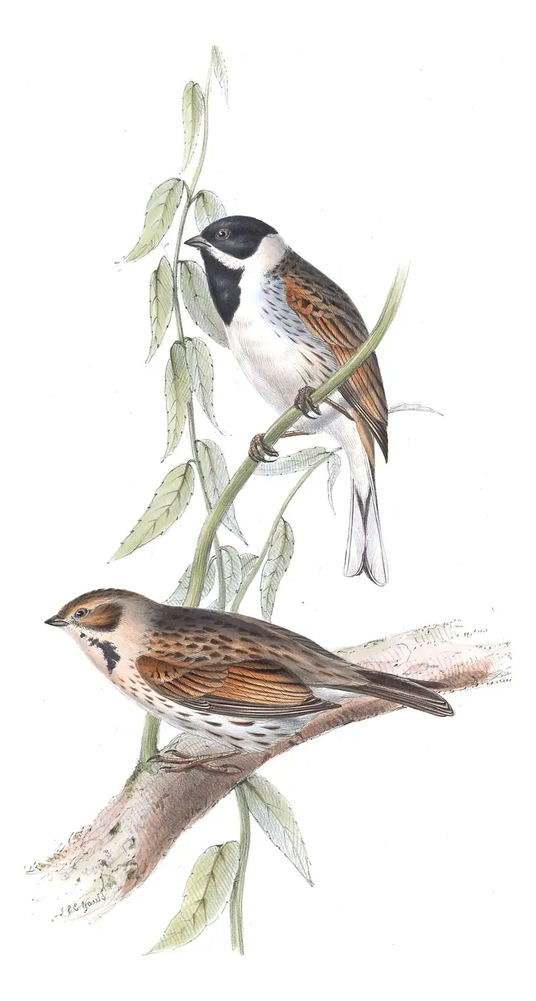 Plate 183 of Gould's The Birds of Europe: Reed Bunting (Emberiza schoeniclus)
