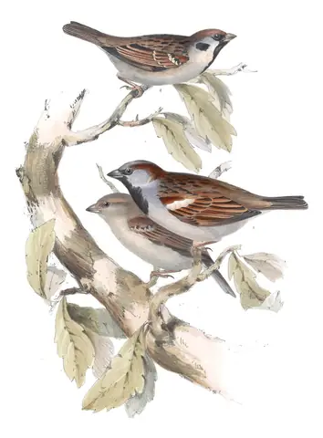 Plate 184 of Gould's The Birds of Europe: House Sparrow (Passer domesticus) and Eurasian Tree Sparrow (Passer montanus)