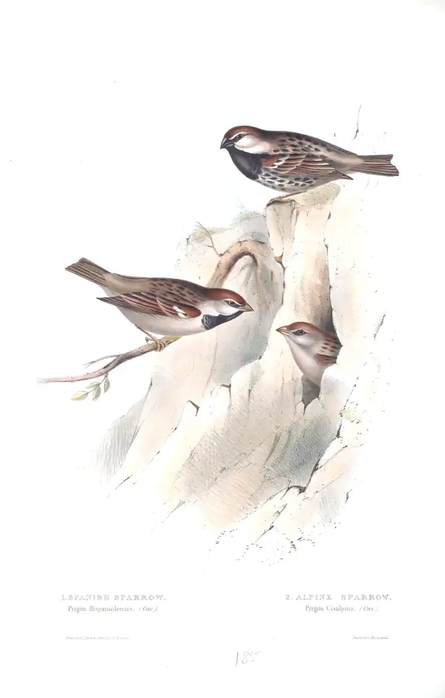 The whole sheet of plate 185, with its engraved caption