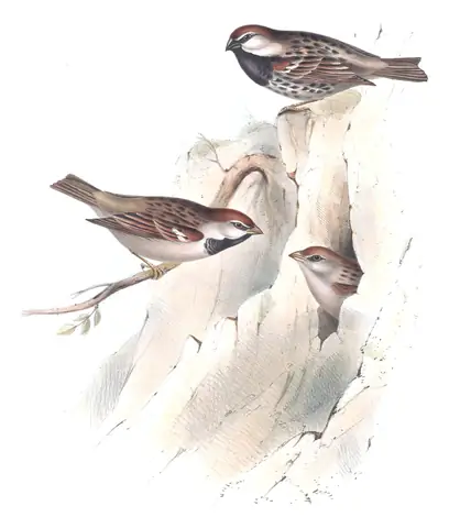 Plate 185 of Gould's The Birds of Europe: Spanish Sparrow (Passer hispaniolensis) and Italian Sparrow (Passer italiae)