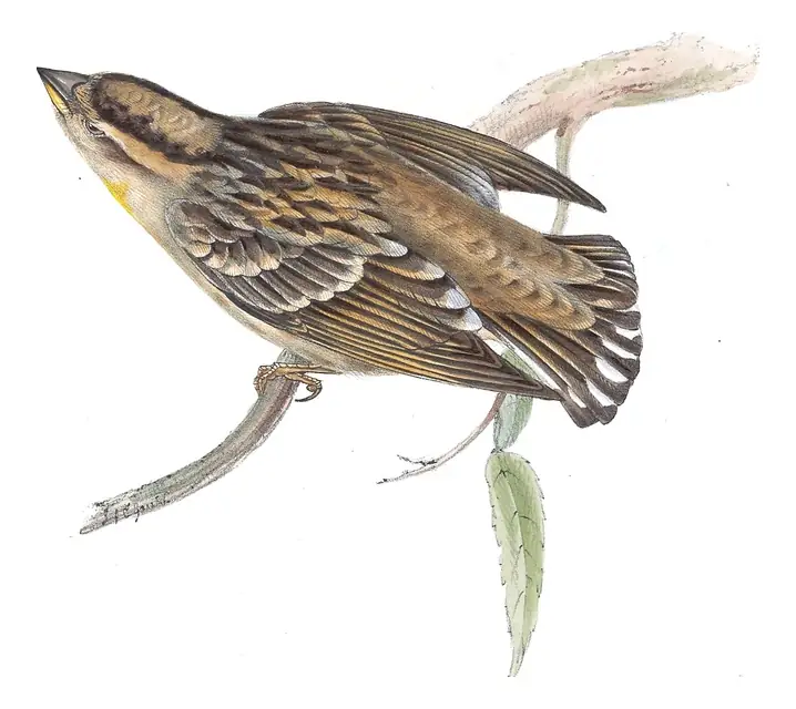Plate 186 of Gould's The Birds of Europe: Rock Sparrow (Petronia petronia)