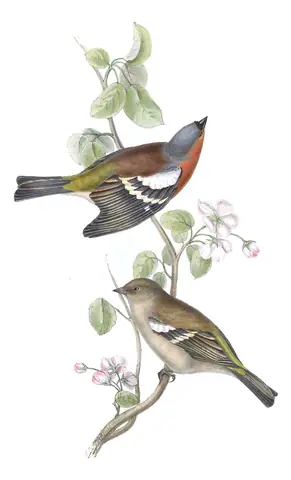 Plate 187 of Gould's The Birds of Europe: Common Chaffinch (Fringilla coelebs)