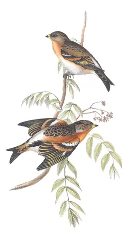 Plate 188 of Gould's The Birds of Europe: Brambling (Fringilla montifringilla)