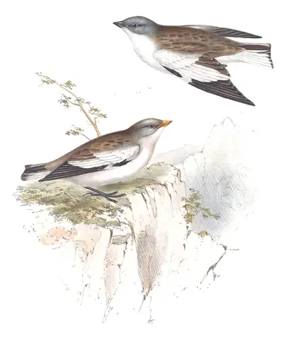 Plate 189 of Gould's The Birds of Europe: White-winged Snowfinch (Montifringilla nivalis)