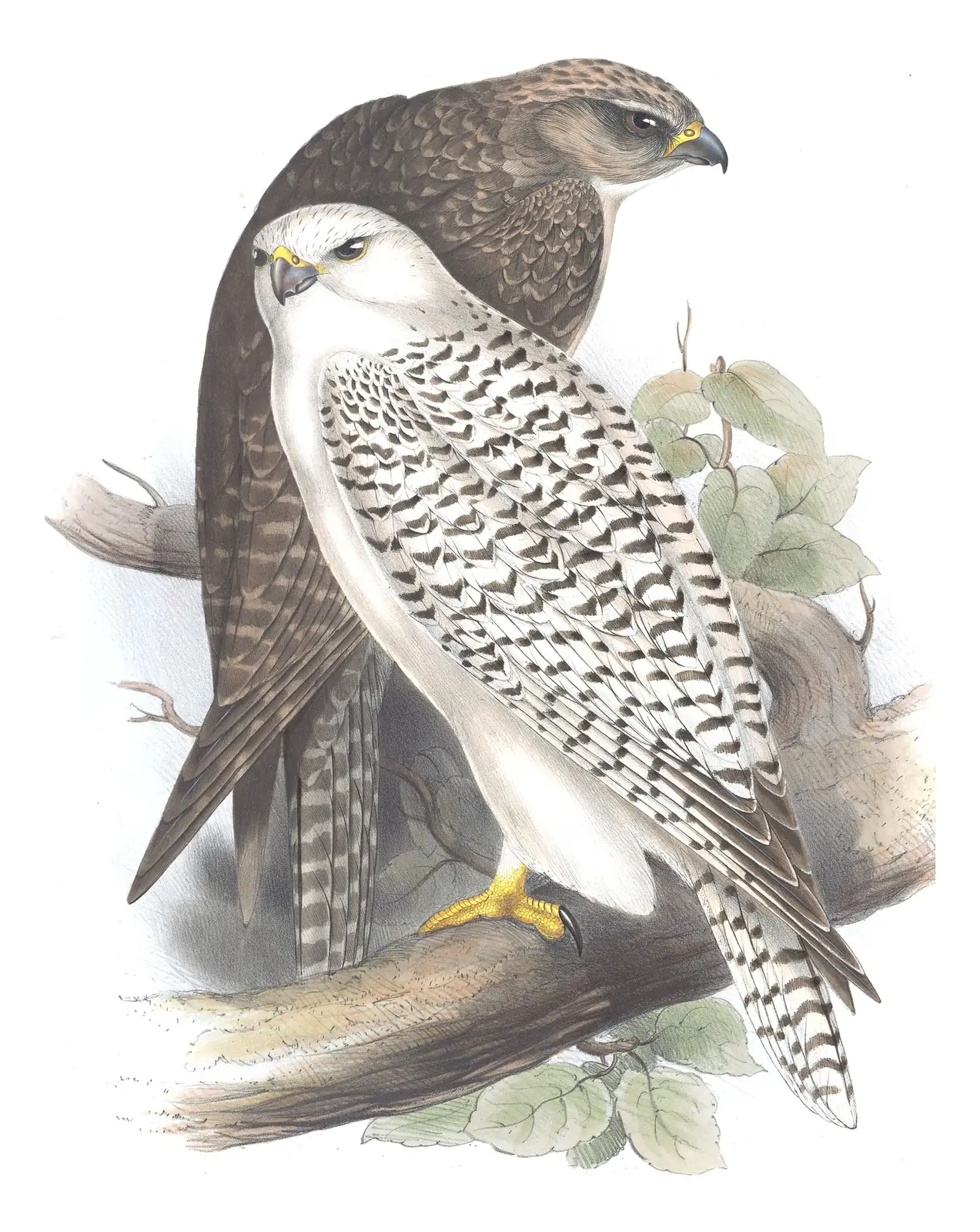 Plate 19 of Gould's The Birds of Europe: Gyrfalcon (Falco rusticolus)