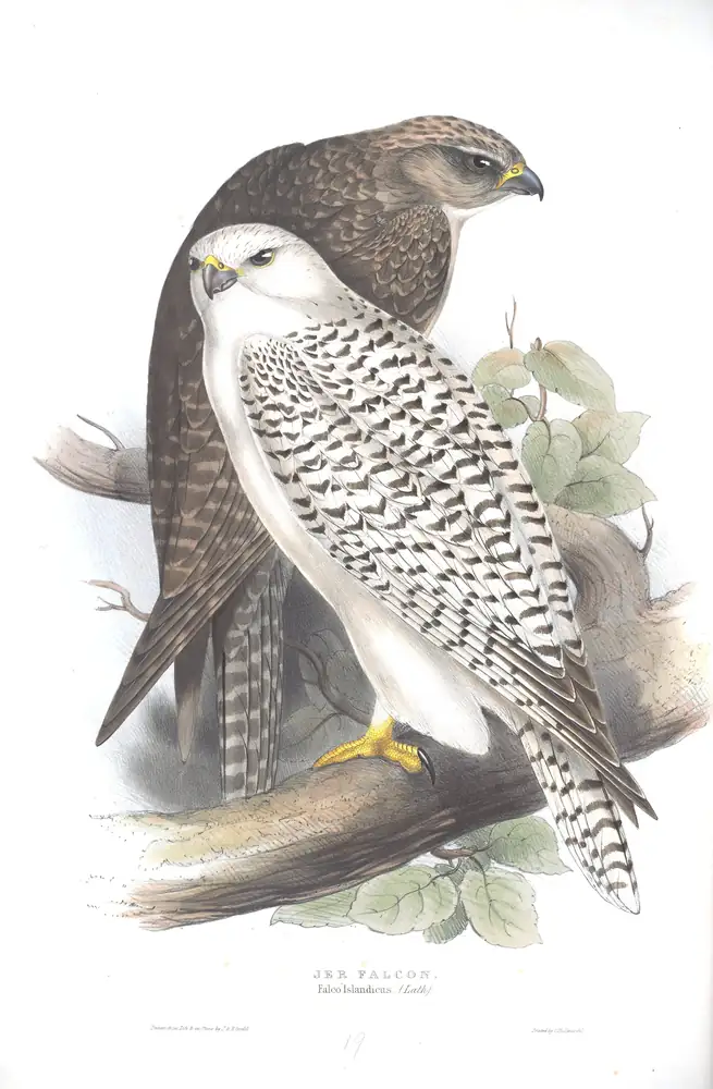 The whole sheet of plate 19, with its engraved caption