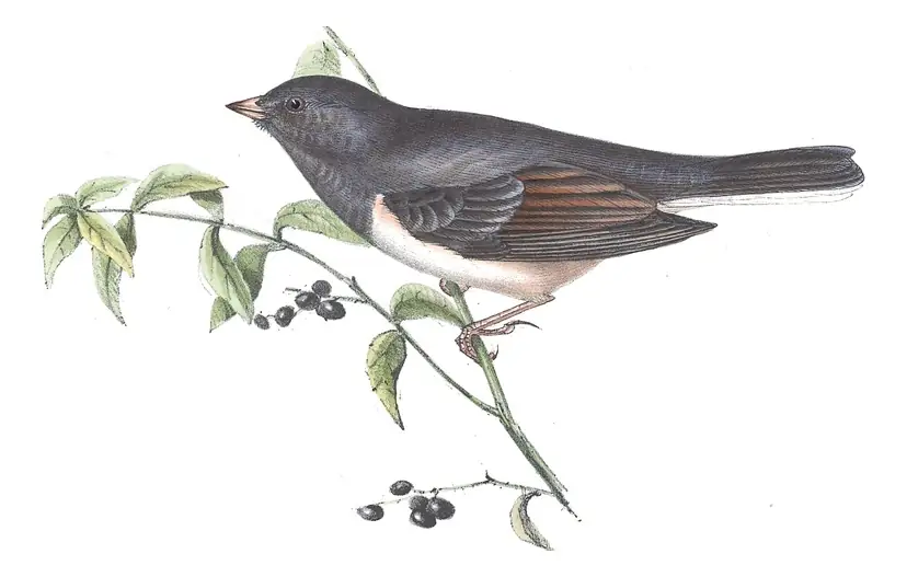 Plate 190 of Gould's The Birds of Europe: Dark-eyed Junco (Junco hyemalis)