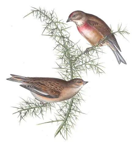 Plate 191 of Gould's The Birds of Europe: Eurasian Linnet (Linaria cannabina)