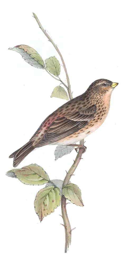 Plate 192 of Gould's The Birds of Europe: Twite (Linaria flavirostris)
