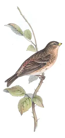 Plate 192 of Gould's The Birds of Europe: Twite (Linaria flavirostris)