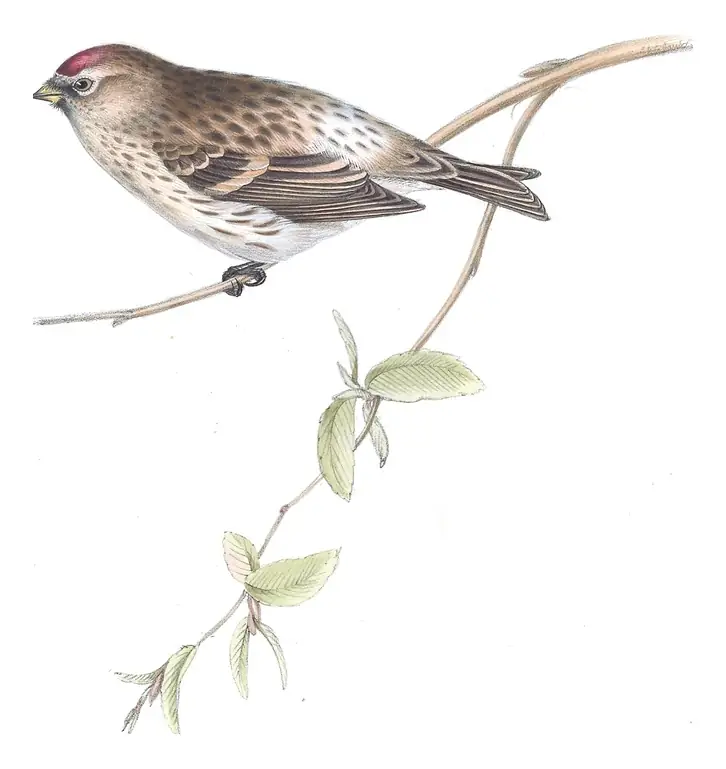 Plate 193 of Gould's The Birds of Europe: Redpoll (Acanthis flammea)