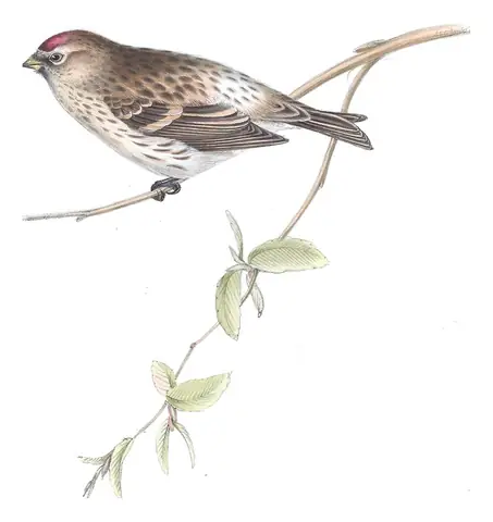 Plate 193 of Gould's The Birds of Europe: Redpoll (Acanthis flammea)