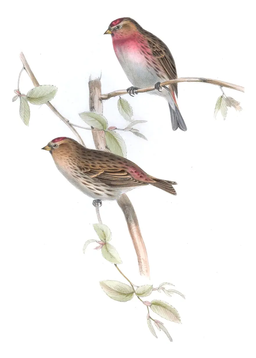Plate 194 of Gould's The Birds of Europe: Redpoll (Acanthis flammea)