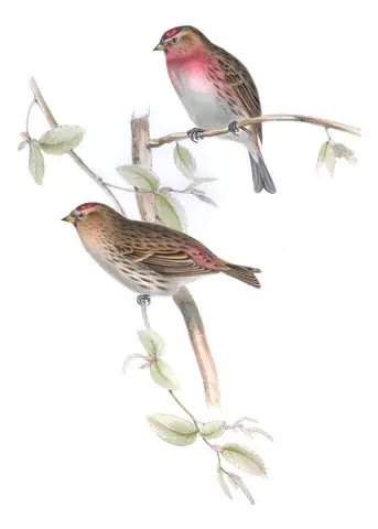 Plate 194 of Gould's The Birds of Europe: Redpoll (Acanthis flammea)