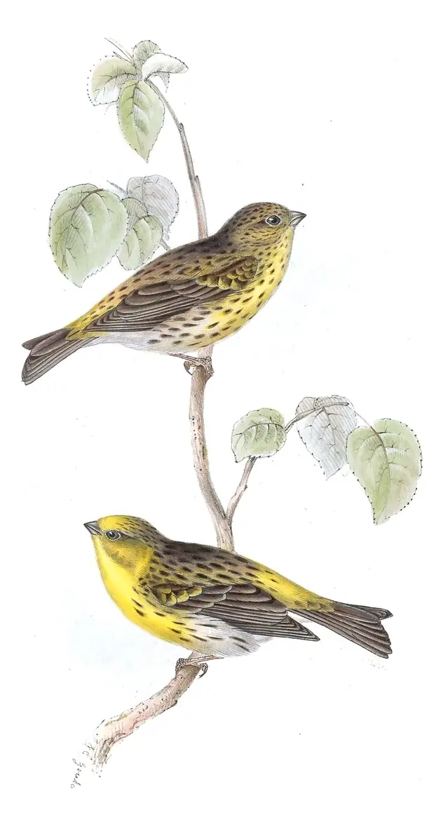Plate 195 of Gould's The Birds of Europe: European Serin (Serinus serinus)