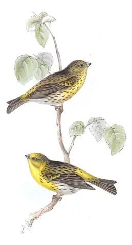 Plate 195 of Gould's The Birds of Europe: European Serin (Serinus serinus)
