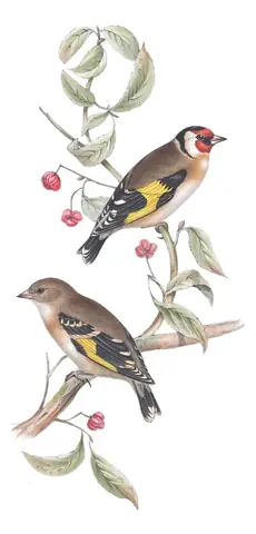 Plate 196 of Gould's The Birds of Europe: European Goldfinch (Carduelis carduelis)